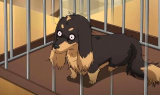 狗与剪刀的正确使用方法 狗与剪刀的正确使用方法