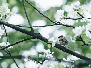 就是王谢堂前燕飞入平常百姓家中,哪个字需要改正-